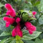 Salvia oxyphora Flor