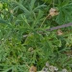 Malva tournefortiana Leaf