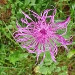 Centaurea nervosa Flor
