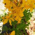 Hypericum perfoliatum Цвят