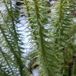 Lycopodium annotinum Yaprak