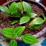 Peperomia quadrangularis Fuelha