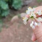 Allium subvillosum Fleur