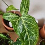 Syngonium angustatum Blatt