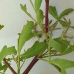 Searsia tripartita Leaf