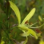 Asphodeline liburnica 花