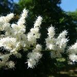 Sorbaria kirilowii Flower