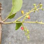 Phthirusa stelis Плод