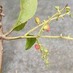 Passovia pedunculata Fruit