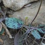 Hieracium glaucinum Leaf