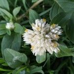 Gomphrena boliviana Flor