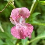 Impatiens glanduliferaFlor