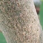 Ficus hispida Bark