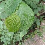 Corylus cornuta ഇല