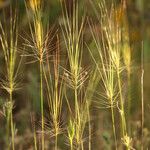 Taeniatherum caput-medusae Fula