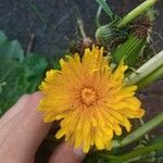 Taraxacum campylodesBlomst