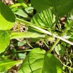 Arnica cordifolia Bark
