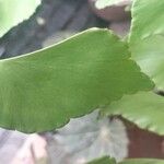 Adiantum peruvianum Φύλλο