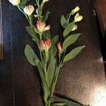 Castilleja indivisa 花