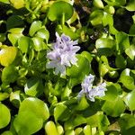 Eichhornia crassipes ᱵᱟᱦᱟ