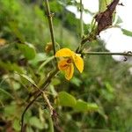 Senna obtusifoliaFlower