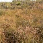 Tripidium ravennae অভ্যাস