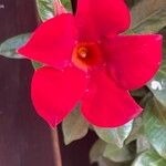 Mandevilla sanderi फूल