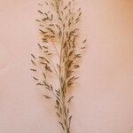 Eragrostis tenuifolia Цветок