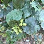 Alnus alnobetula Liść
