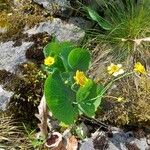 Ranunculus thora Habit