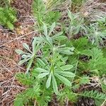 Lupinus sericeus 葉