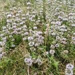 Mentha pulegium Leaf