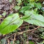 Persicaria chinensis Leaf