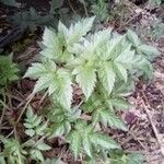 Chaerophyllum hirsutum ഇല