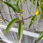 Gelsemium sempervirens Leaf