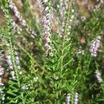 Calluna vulgarisFlower