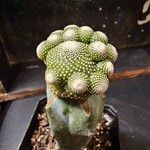Blossfeldia liliputana Yaprak
