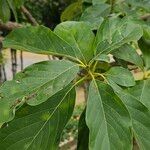 Madhuca longifolia Fuelha