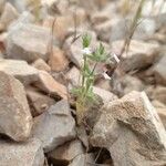 Sideritis romana Plante entière