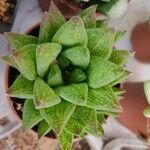 Haworthia turgida Leaf