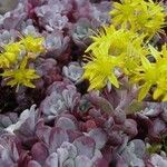 Sedum spathulifolium Habitatea