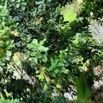 Macadamia integrifolia 葉