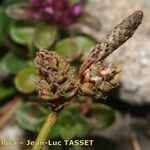 Carex ericetorum Fruitua