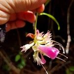 Cavendishia osaensis Flower