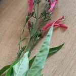 Dicliptera verticillata 花