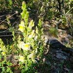 Antirrhinum latifolium Flor