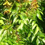 Cenostigma tocantinum ഇല
