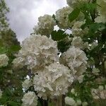 Viburnum macrocephalumFlower