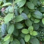 Gymnema sylvestre Folio
