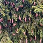 Picea orientalisFolha